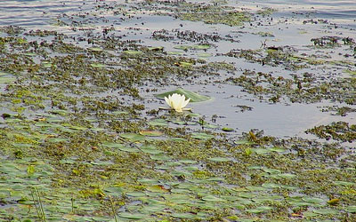 Lonely lotus.