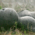 Romanian Trovants – Sculptures by The Greatest Artist of Them All