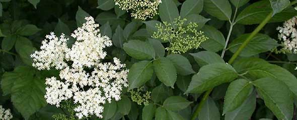 Elder tree closeup. 