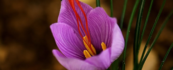 March 8 - flower